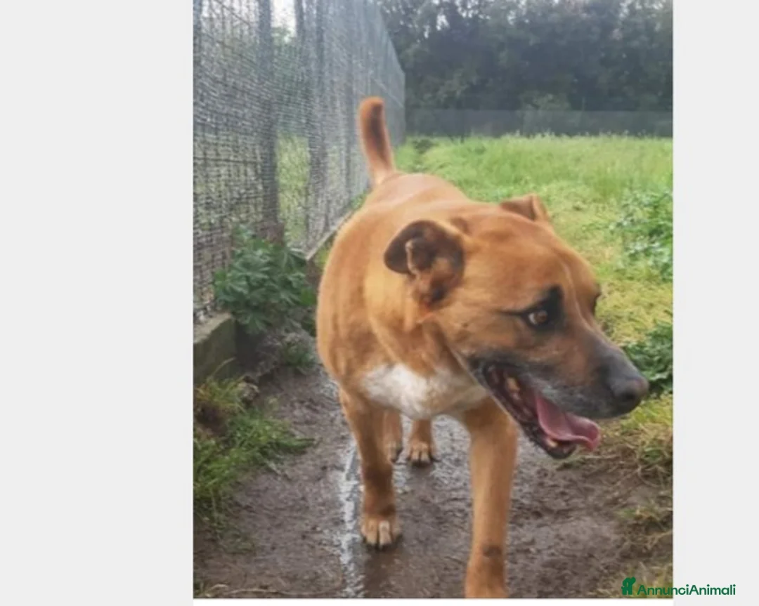 Meticcio cani in regalo: Flick, sostanza e dolcezza  a Roma - Annuncio 3