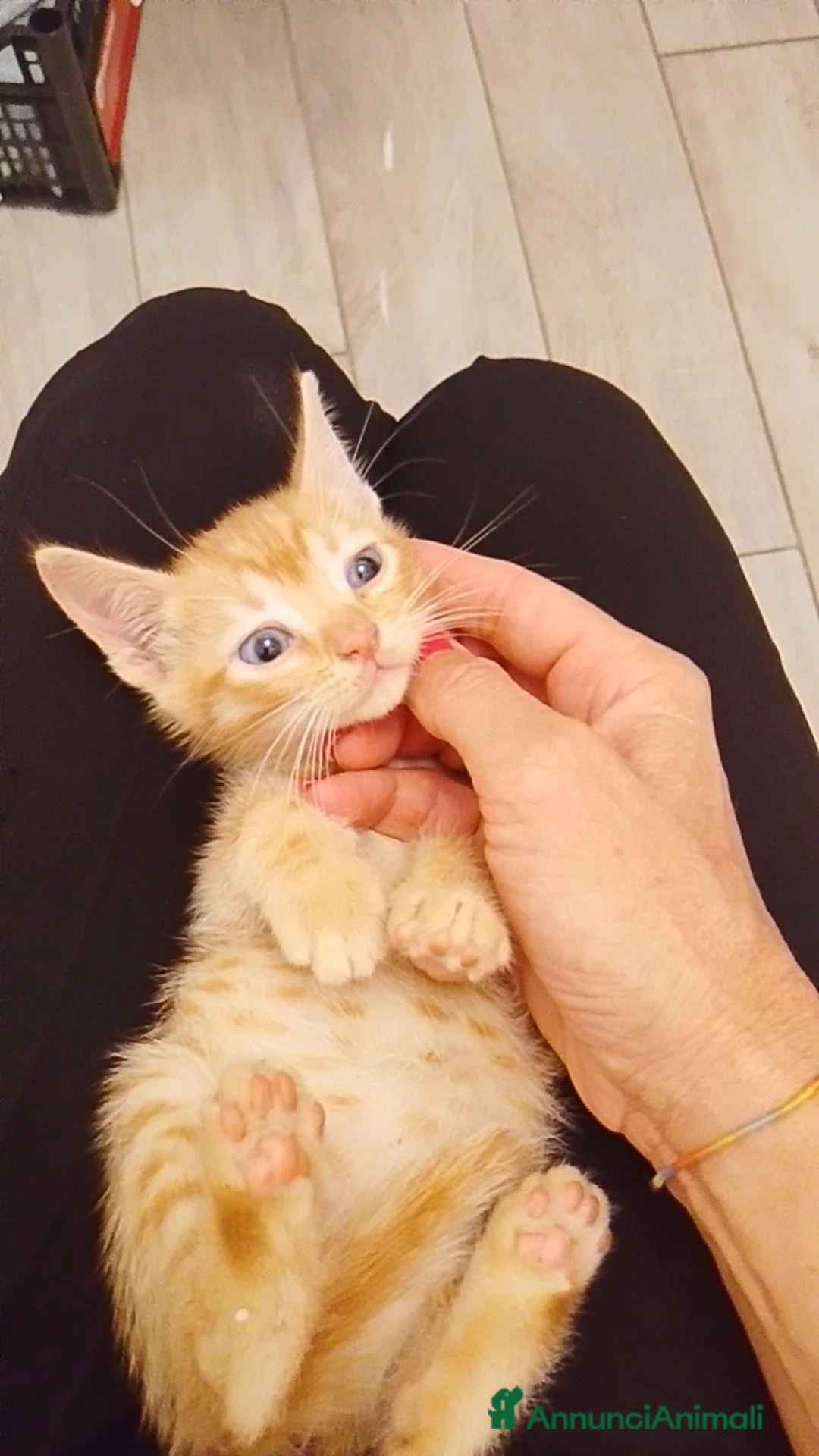 Altre razze gatti in regalo: Due fratellini cercano casa - Annuncio 3
