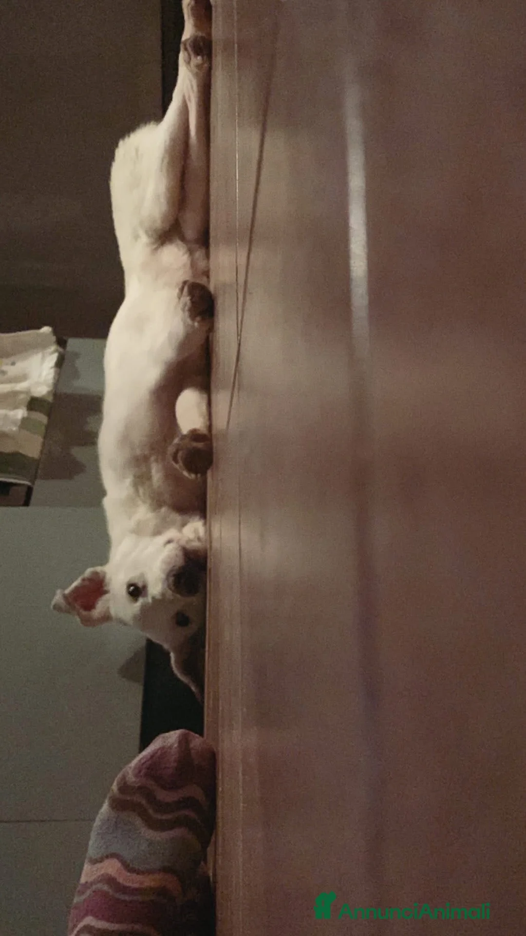 Meticcio cani in regalo: Chiara metticio socievole  - Annuncio 6