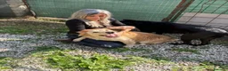 Meticcio cani in regalo: Oscar, la dolcezza in una palla di pelo - Annuncio 13