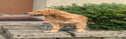 Golden Retriever cani in vendita: Golden retriever 90%linea americana pedigree ENCI  - Annuncio 22