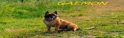 Meticcio cani in regalo: GAEMON pastore Malinois bello come il sole! - Annuncio 2