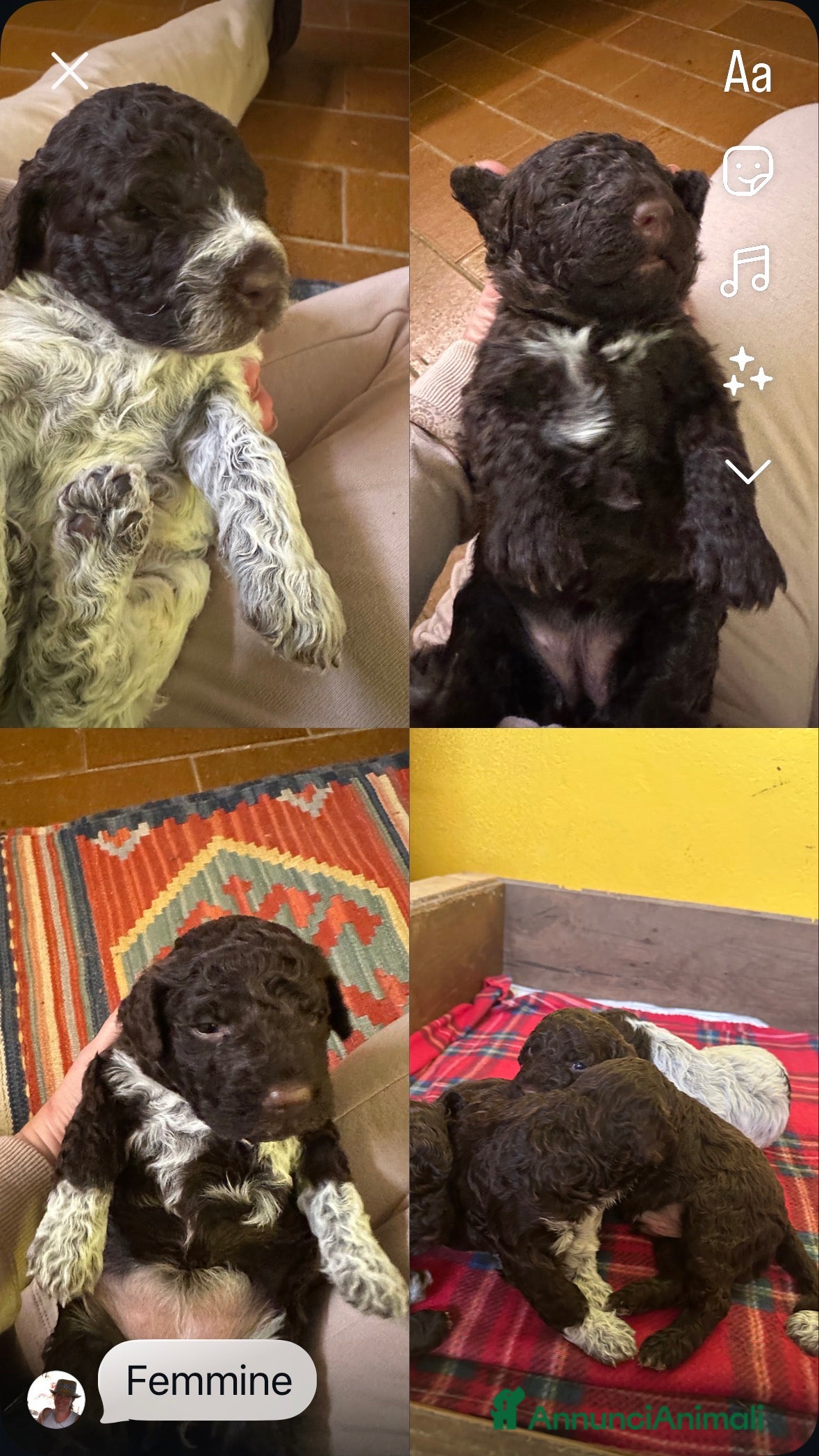 Lagotto cani cuccioli Lagotto - Annuncio 2