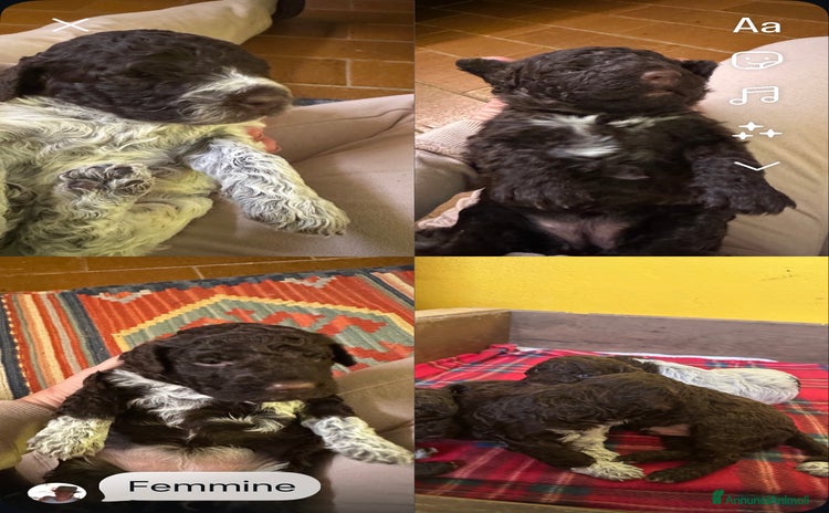 Lagotto cani cuccioli Lagotto - Annuncio 1