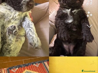 Lagotto cani cuccioli Lagotto - Annuncio 1