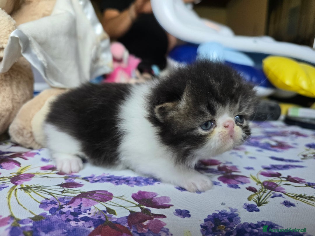 Persiano gatti in vendita: Meravigliosi Persiani - Immagine 3