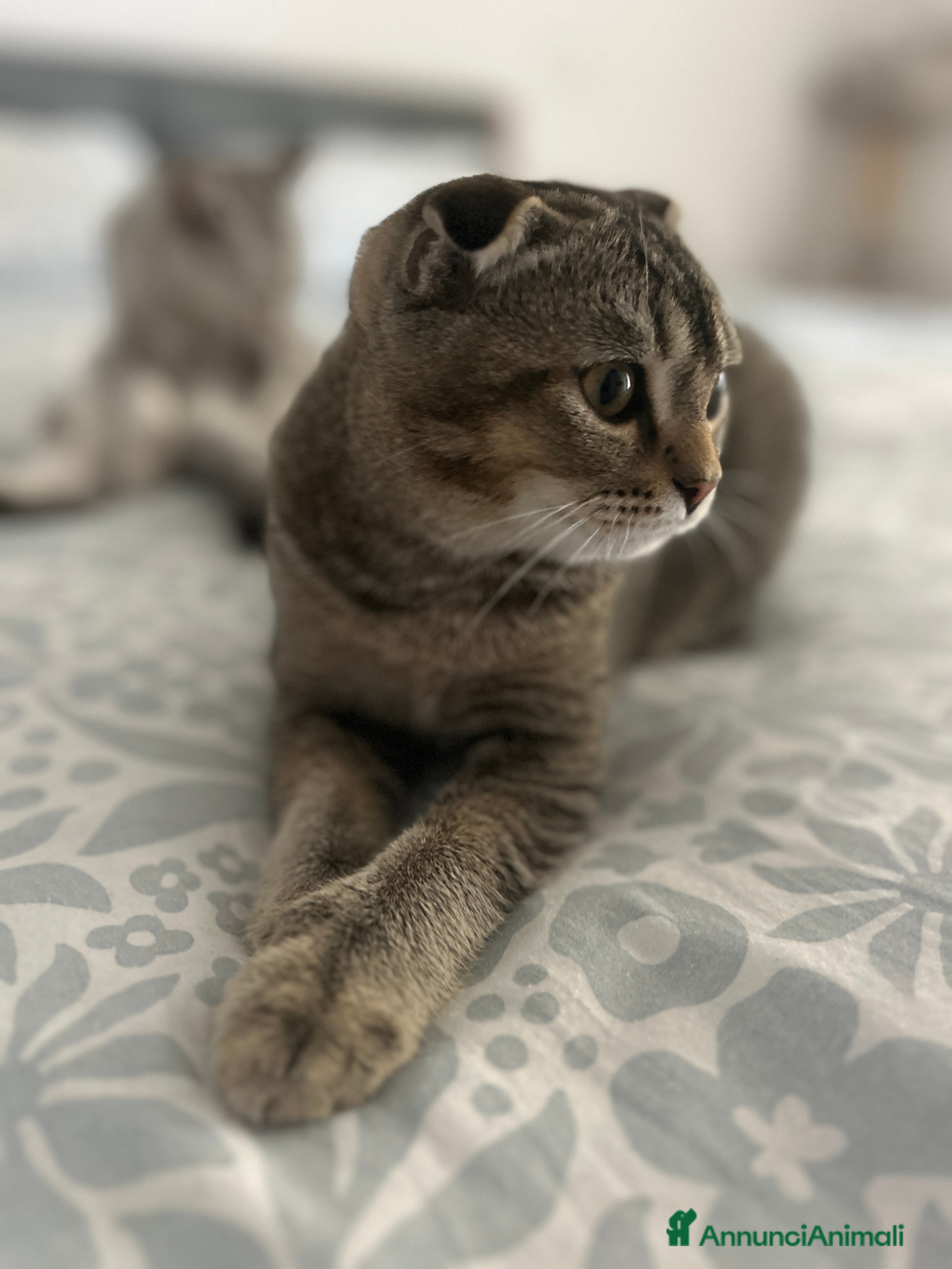 Scottish gatti Scottish fold  - Annuncio 8