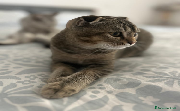 Scottish gatti - Annuncio 14