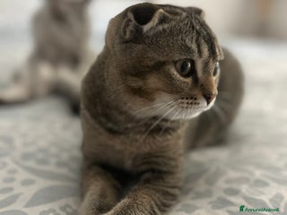 Scottish gatti Scottish fold - Annuncio 25