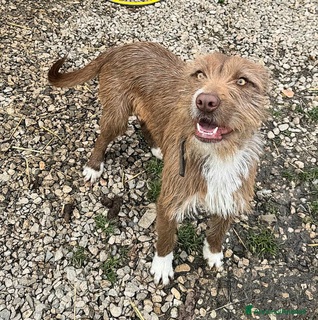 Meticcio cani in regalo: Elide 1 anno taglia media contenuta  - Annuncio 3