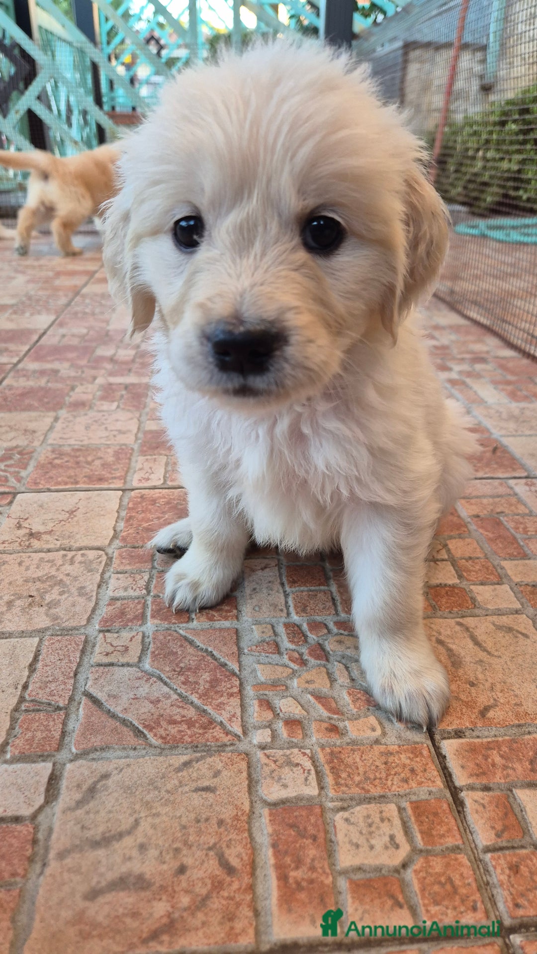 Golden Retriever cani in vendita: Cucciole di Golden Retriever - Annuncio 26