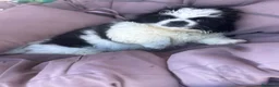 Pechinese cani in vendita: Cucciola femmina - Annuncio 3