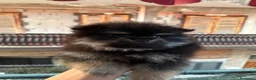 Spitz cani in vendita: spitz a Città metropolitana di Catania - Annuncio 5