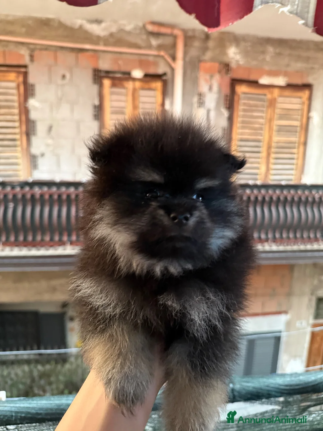 Spitz cani in vendita: spitz a Città metropolitana di Catania - Annuncio 5
