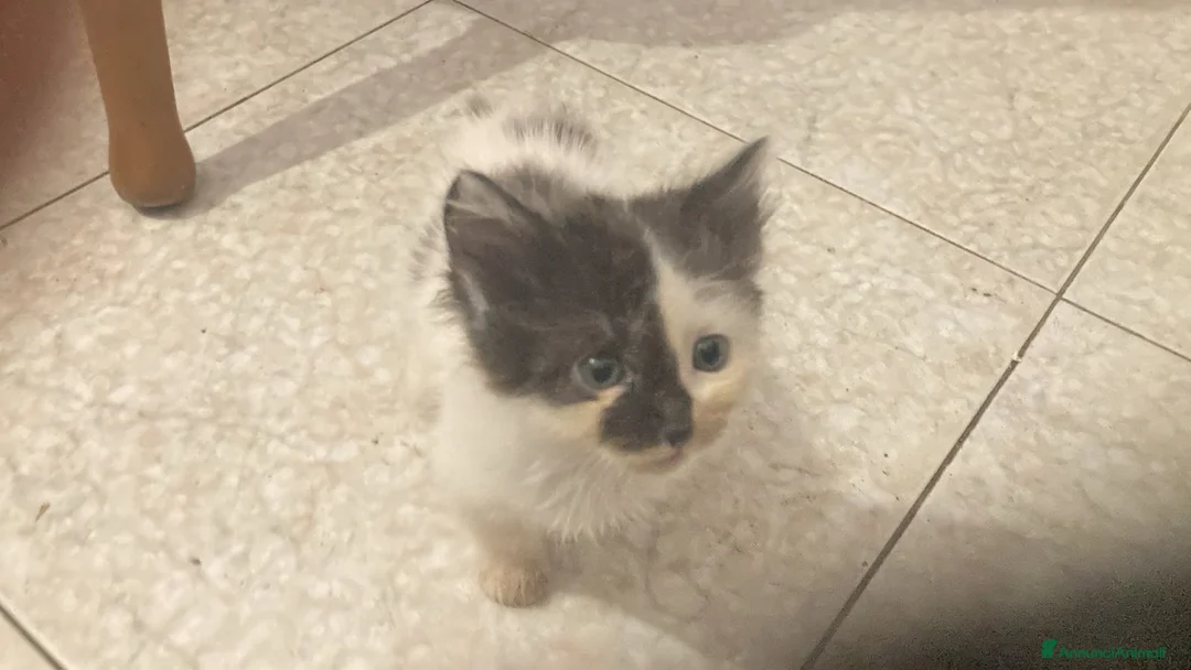 Meticcio gatti in regalo: GATTINI  a Provincia di Lodi - Annuncio 5