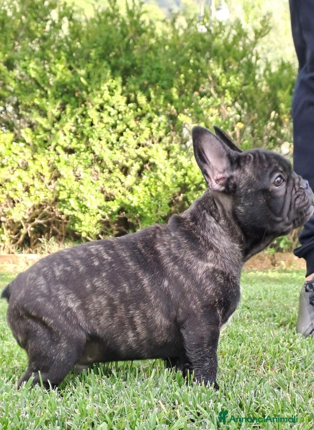 Bulldog Francese cani in vendita: Buldog francese pedigree  - Annuncio 2