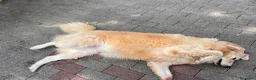 Meticcio cani in regalo: SALOMONE CERCA CASA - Annuncio 12