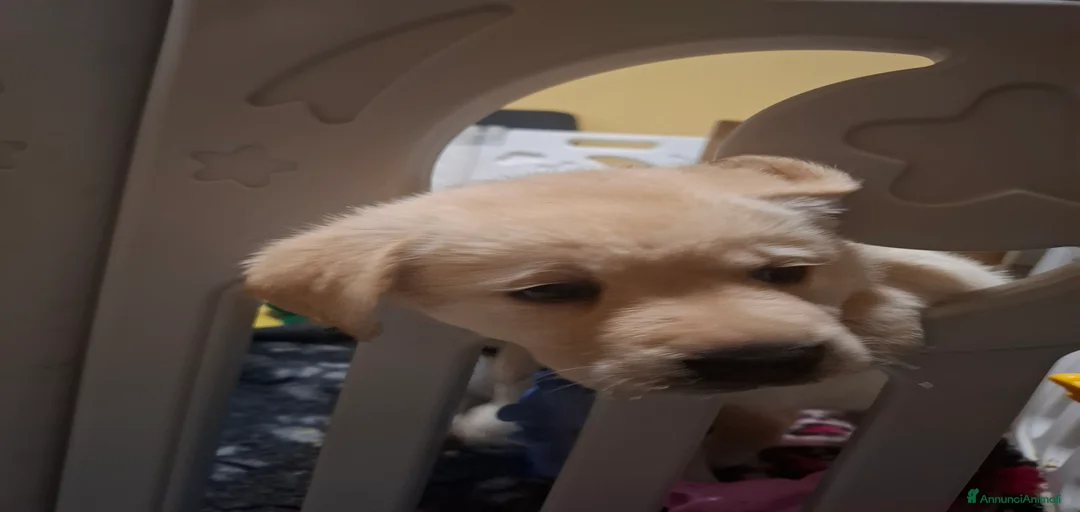 Immagine della galleria {{count}}