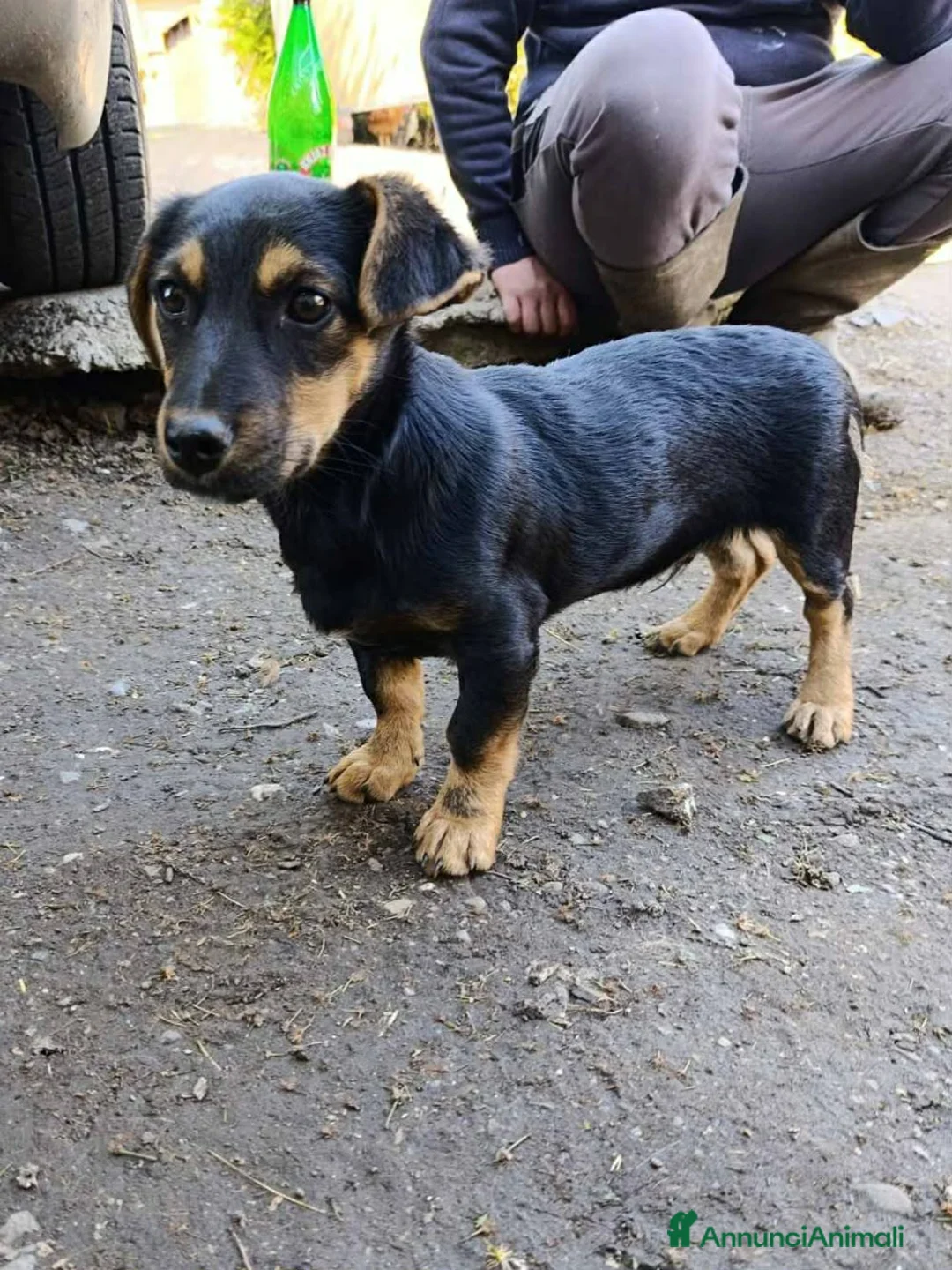 Bassotto cani in regalo: LEO, cucciolo mix BASSOTTO! Adorabile - Annuncio 7