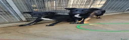Meticcio cani in regalo: Carlo: 2 anni, taglia media, docile e riservato  - Annuncio 3