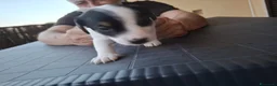 Jack Russell cani in vendita: Jack Russell Terrier a Città metropolitana di Roma Capitale - Annuncio 6