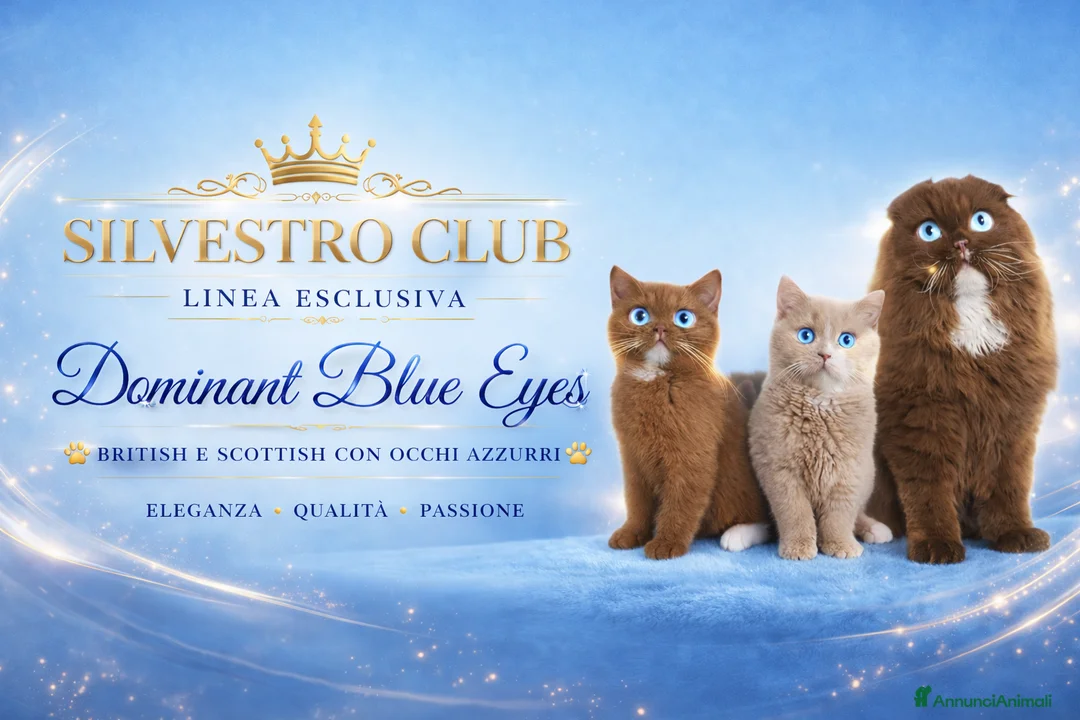 Immagine della galleria {{count}}