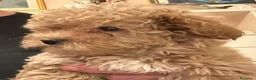Maltipoo cani in vendita: Maltipoo  - Annuncio 2