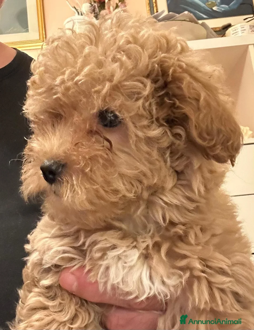 Maltipoo cani in vendita: Maltipoo  - Annuncio 2