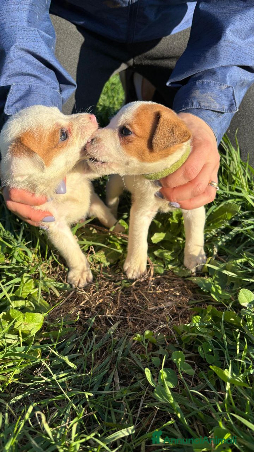 Jack Russell cani in vendita: Jack Russell - Annuncio 3