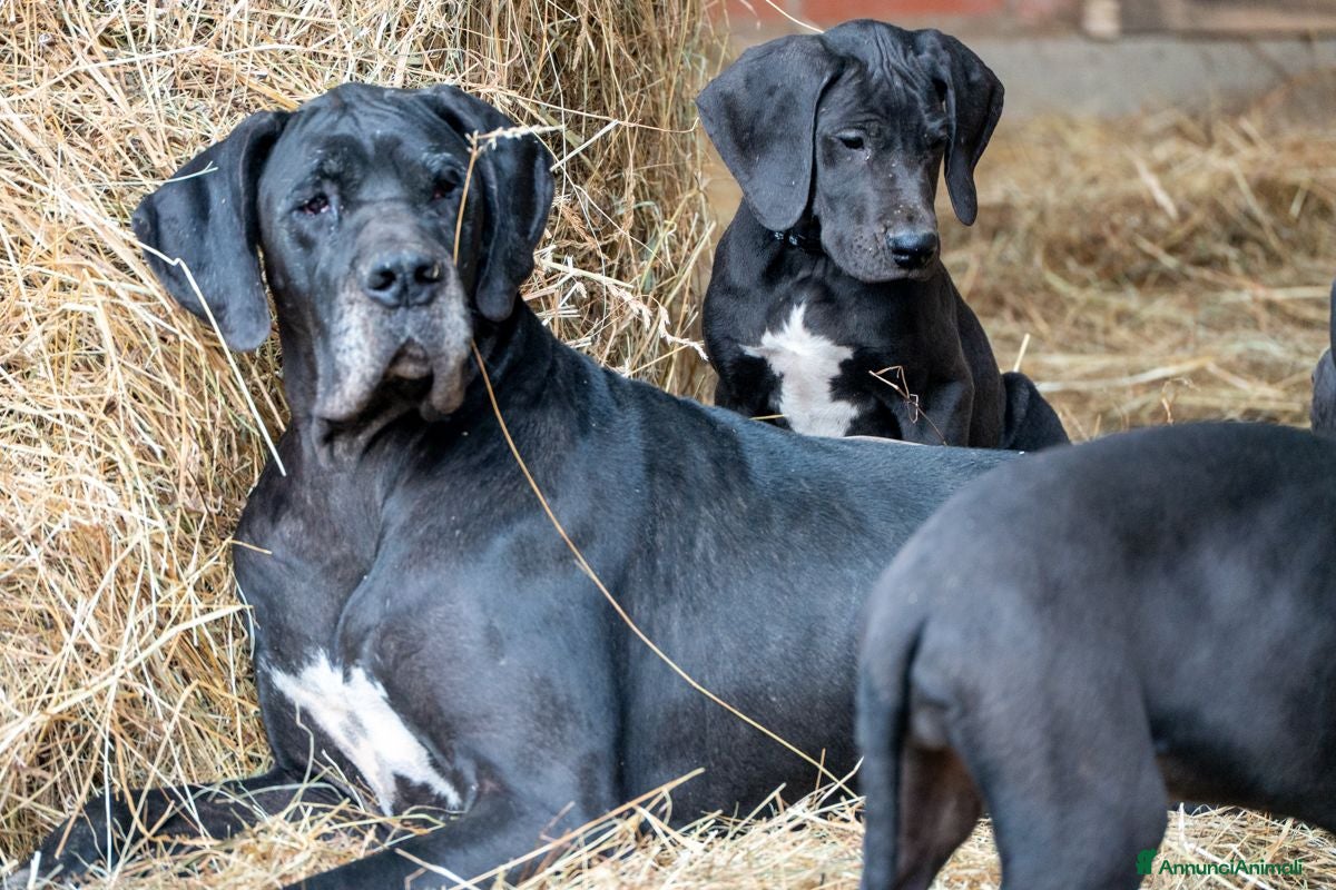 Alano cani cuccioli di alano - Annuncio 2