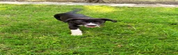Meticcio cani in regalo: Jacki - Annuncio 4