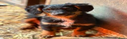 Meticcio cani in regalo: ZAYN, il cucciolo più affettuoso della terra! - Annuncio 2