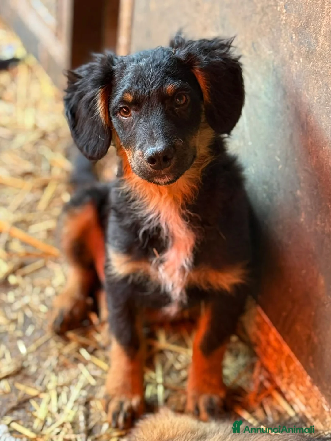 Meticcio cani in regalo: ZAYN, il cucciolo più affettuoso della terra! - Annuncio 2