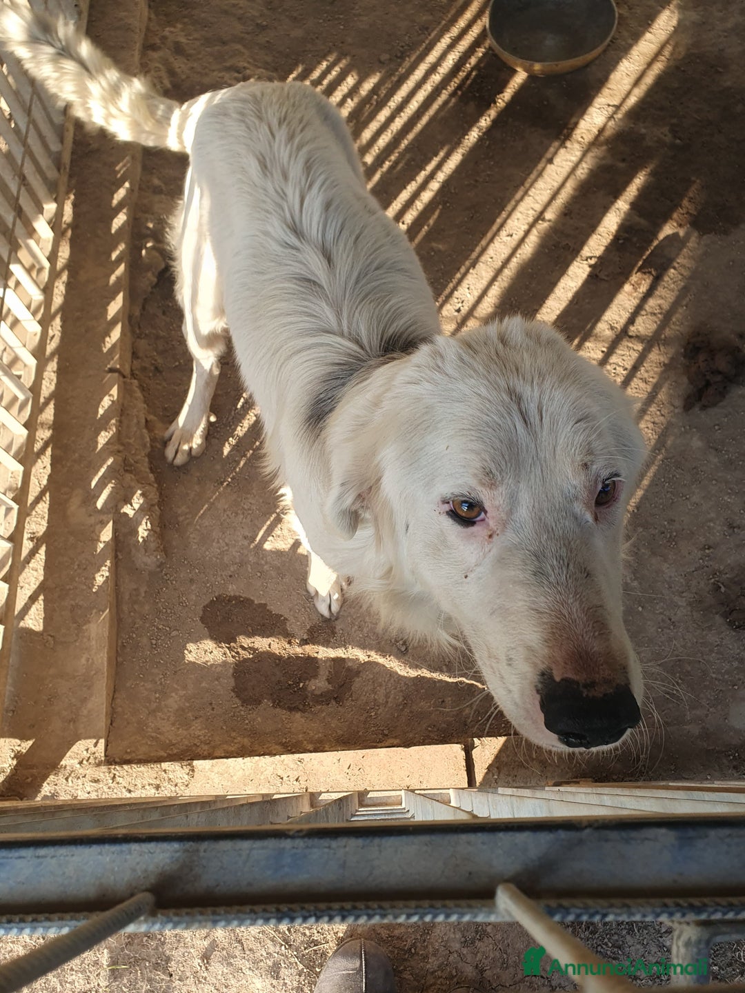 Meticcio cani in regalo: NEVE MIX GOLDEN RETRIEVER ALBINO a Provincia di Avellino - Annuncio 11