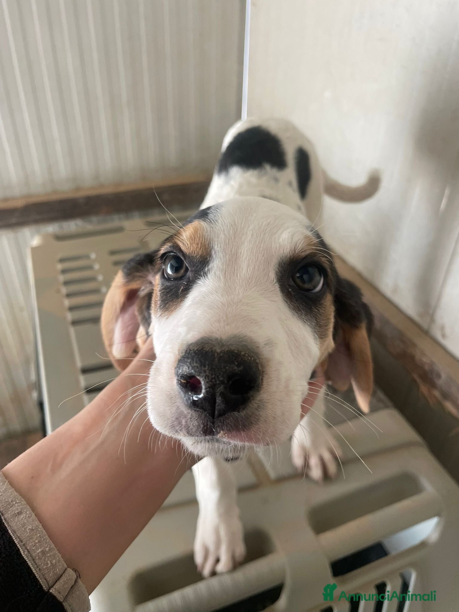 Meticcio cani SELENE ELETTRA SIRYA - Annuncio 11