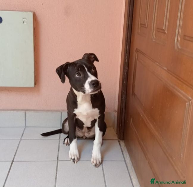 Pitbull cani SUSI e DINA giovani sorelline! - Annuncio 14