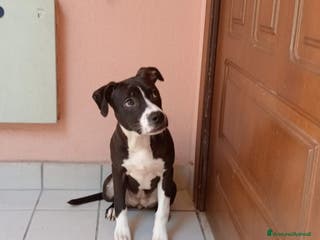 Pitbull cani SUSI e DINA giovani sorelline! - Annuncio 14