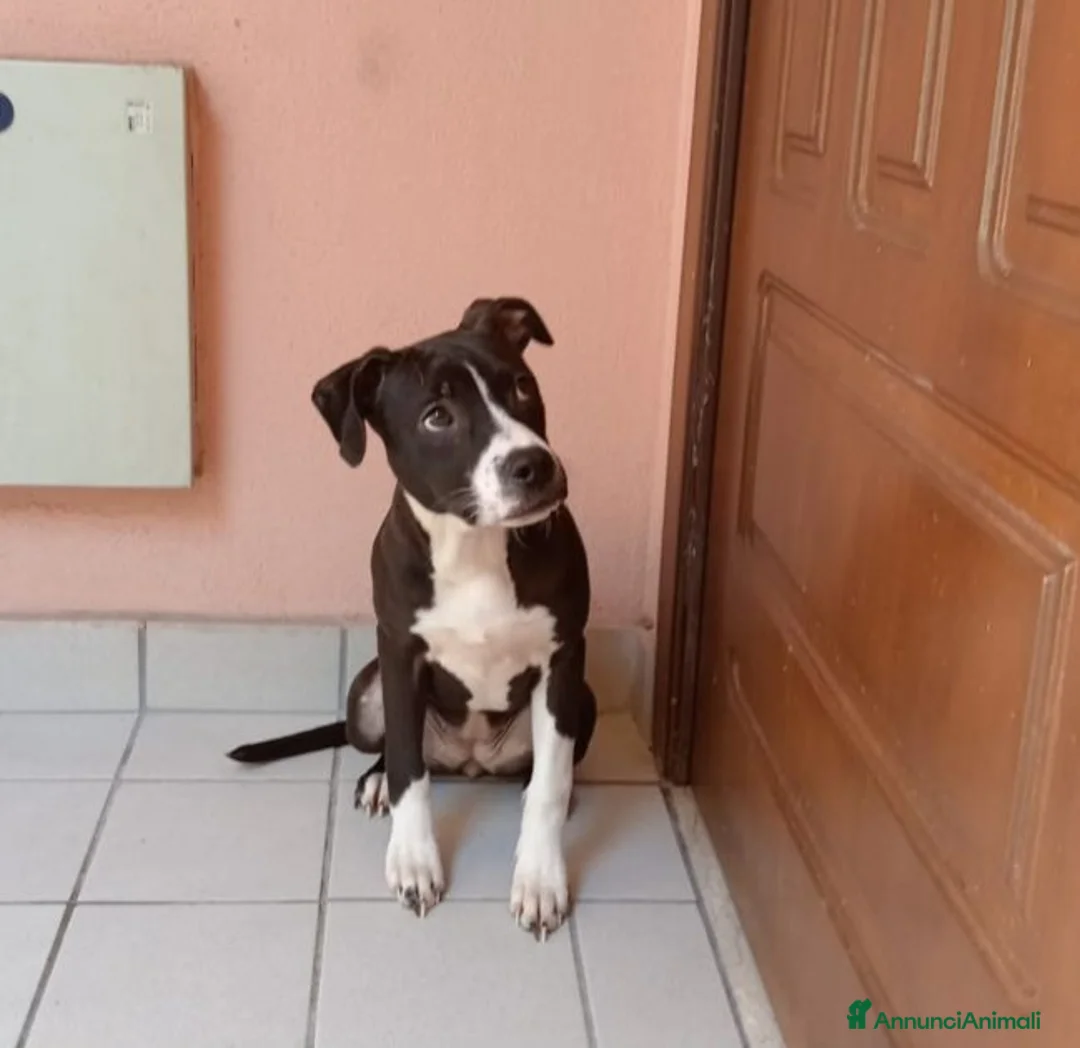 Pitbull cani in regalo: SUSI e DINA giovani sorelline! - Annuncio 1