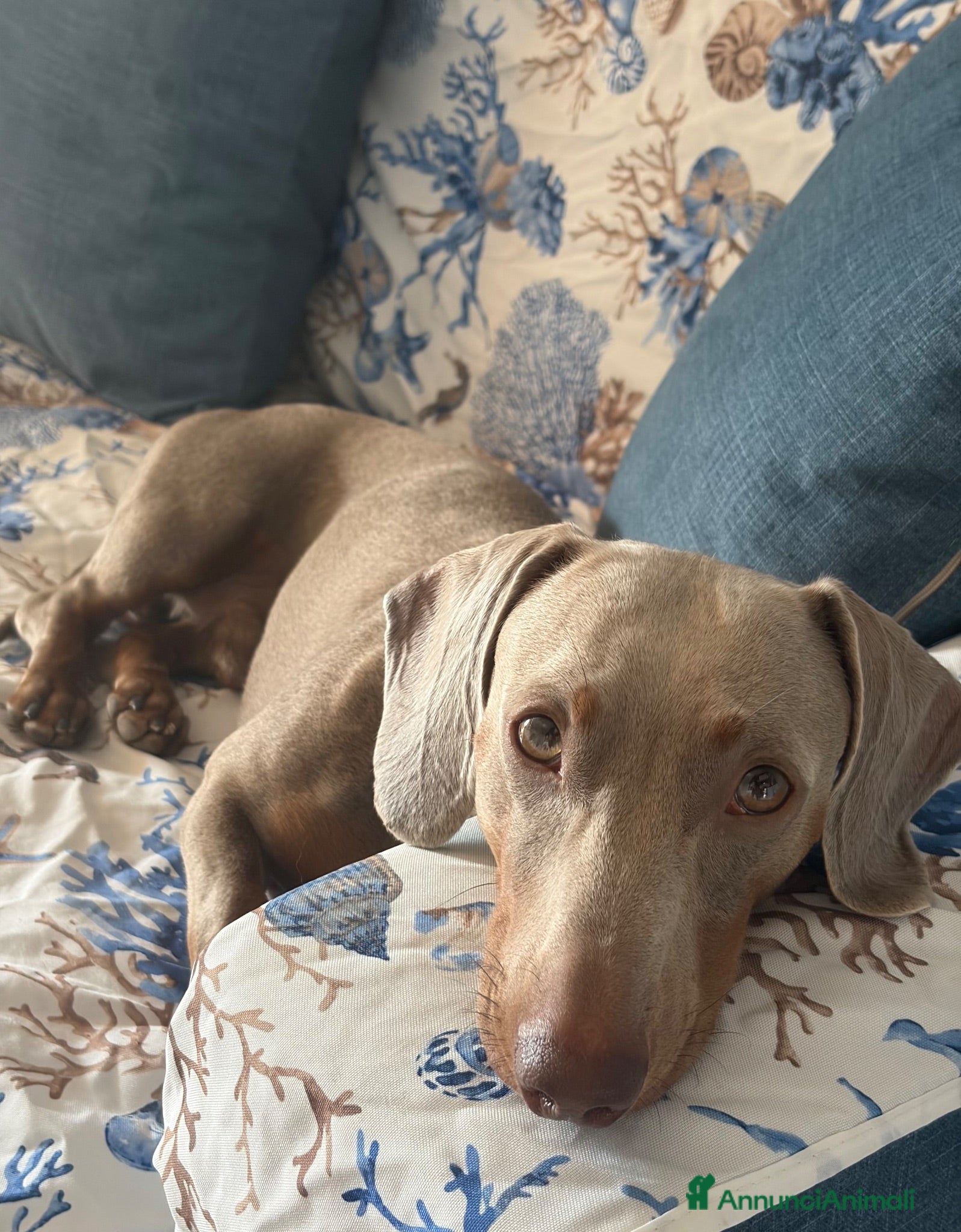 Bassotto Nano cani Spillo, disponibile per monta.  - Annuncio 1