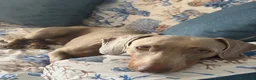 Bassotto Nano cani per accoppiamento: Spillo, disponibile per monta.  - Annuncio 1