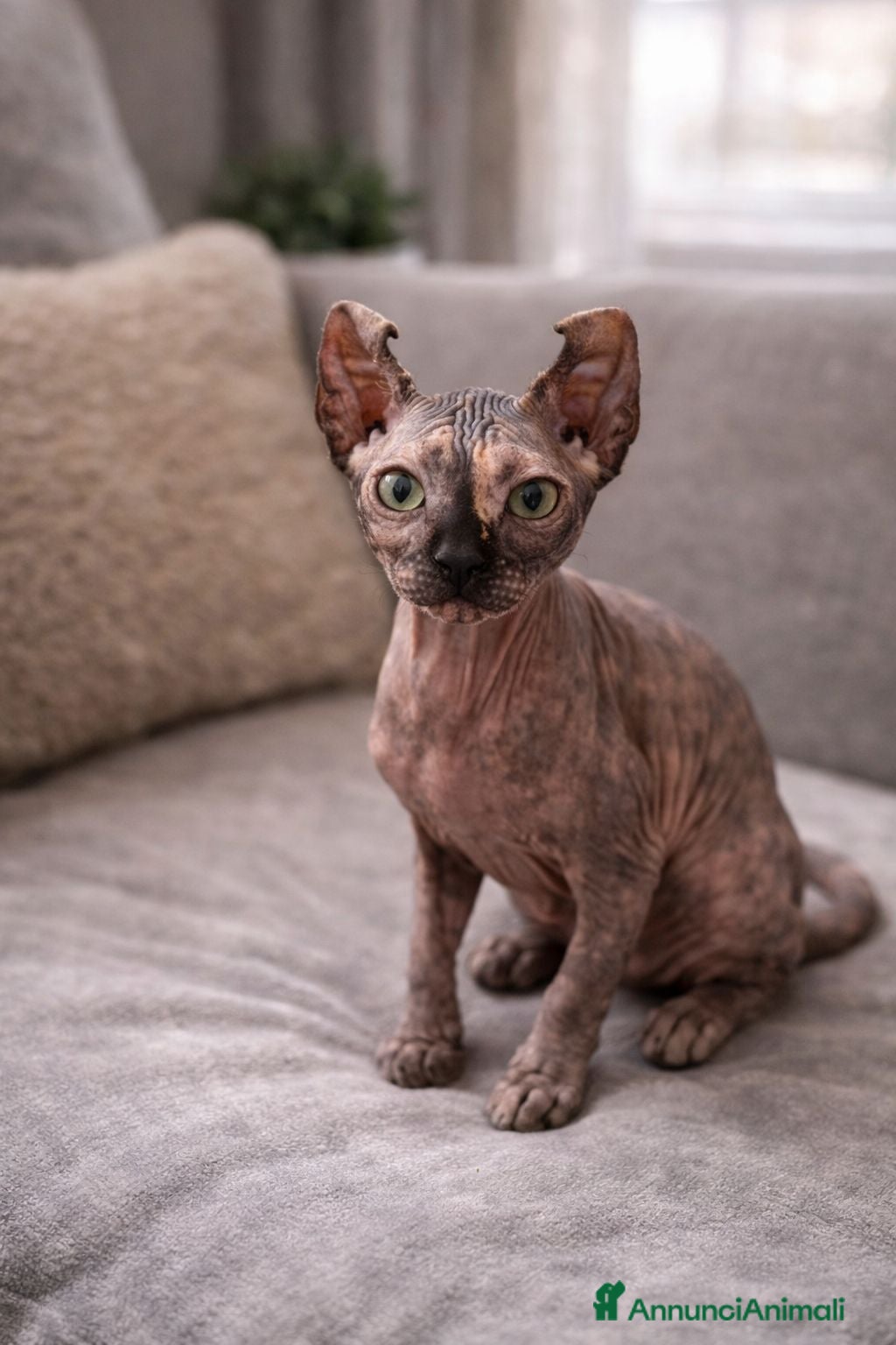 Sphynx gatti Sphynx - Annuncio 8