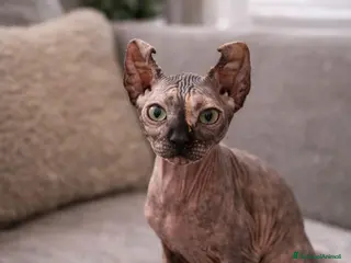 Sphynx gatti Sphynx - Annuncio 2
