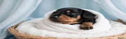 Bassotto cani in vendita: Bassotto tedesco nano nero fogato - Annuncio 5