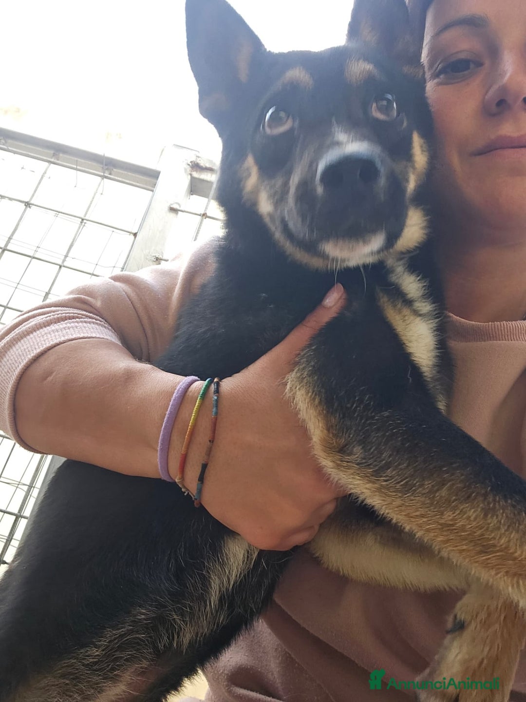 Meticcio cani in regalo: Nadir: lupetto taglia piccola socievole coccolone  - Annuncio 7