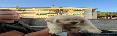 Golden Retriever 2