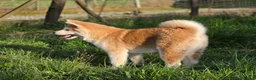 Akita Inu cani in vendita: Cucciolo Akita Inu Pedigree  - Annuncio 2