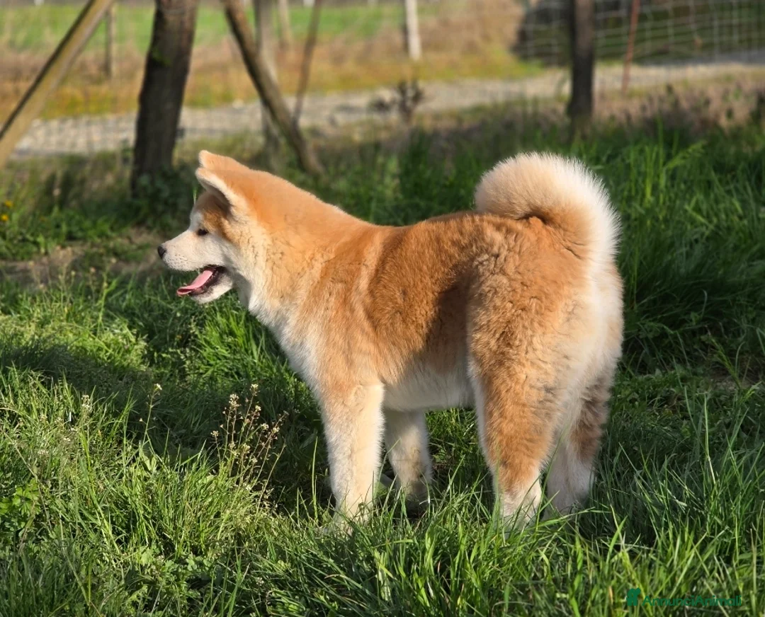 Akita Inu cani in vendita: Cucciolo Akita Inu Pedigree  - Annuncio 2
