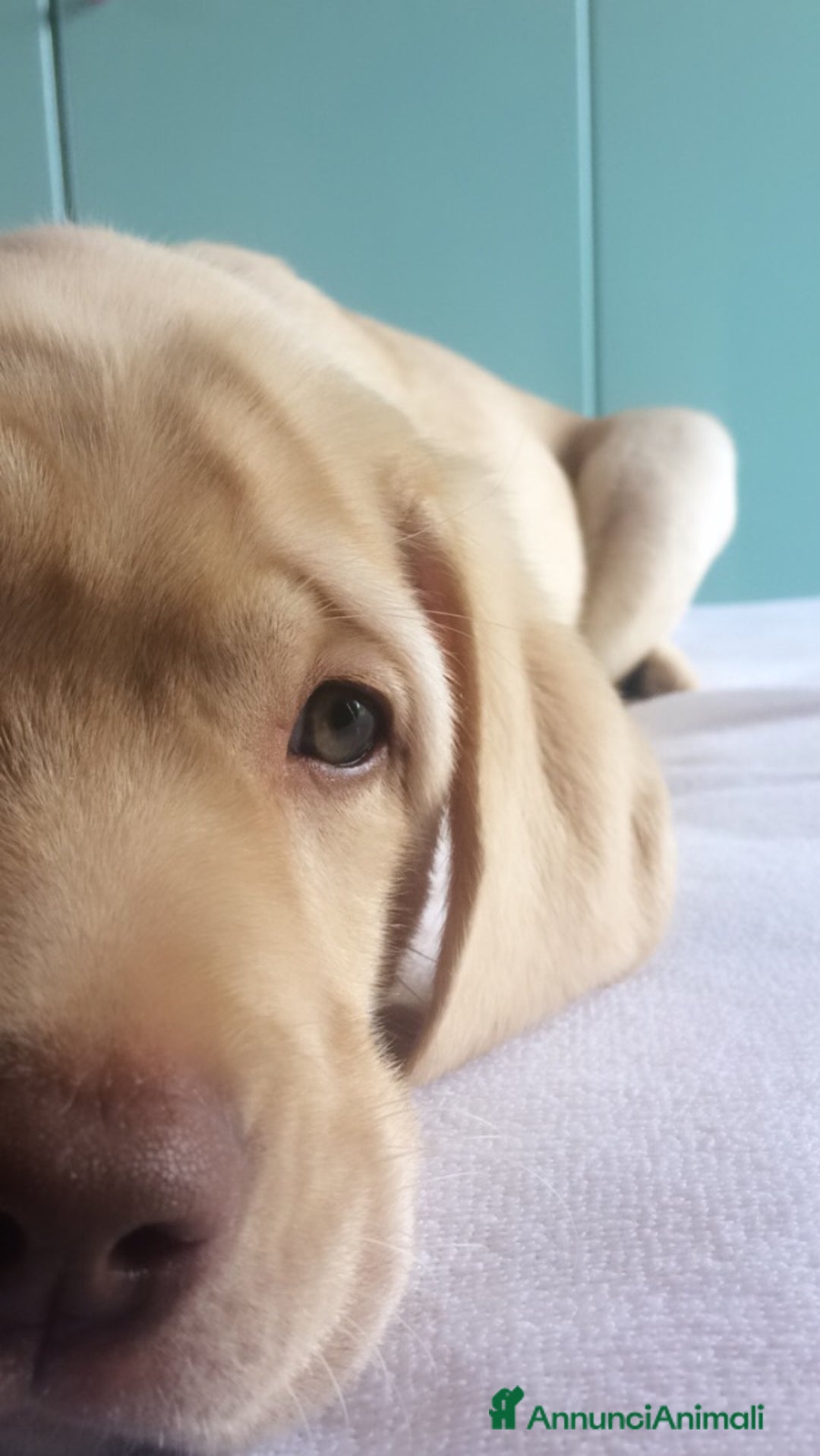 Labrador cani per accoppiamento: Seven cerca fidanzata.🐾🩵 - Annuncio 10
