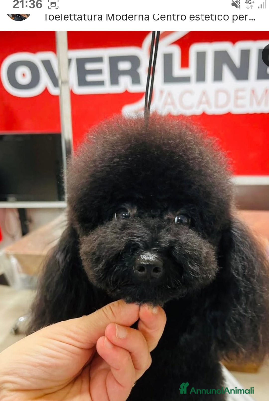 Barboncino Toy cani per accoppiamento: Riproduttore  - Annuncio 2