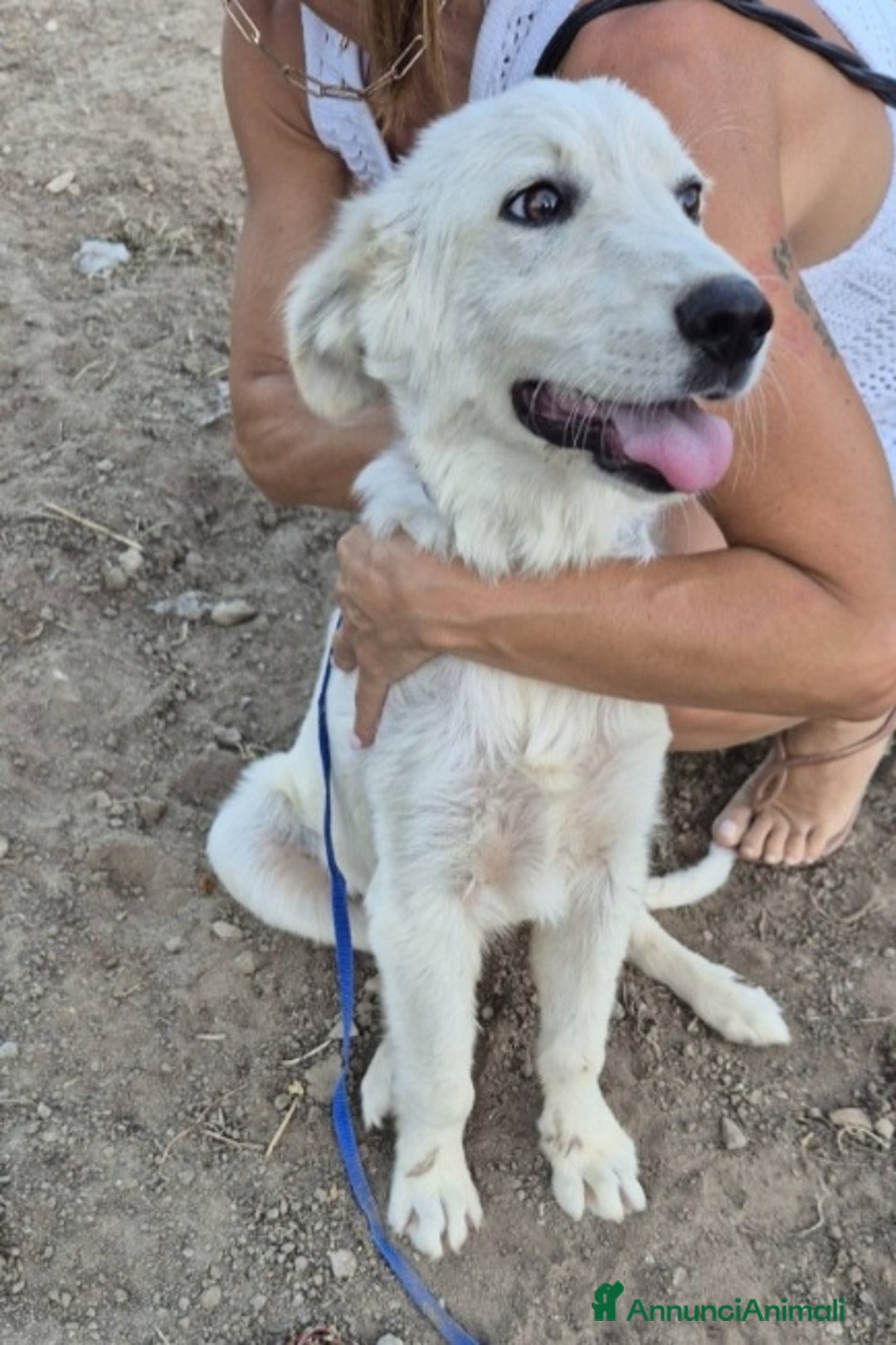 Meticcio cani in regalo: Salvato pelle ed ossa mesi fa PRESTO IN CANILE!SUD - Annuncio 1